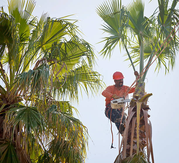 Best Commercial Tree Services  in USA